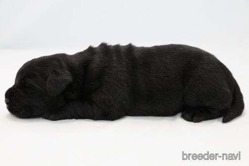 成約済の神奈川県のラブラドールレトリーバー-210136の2枚目